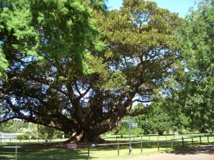 feigenmethusalem sydney