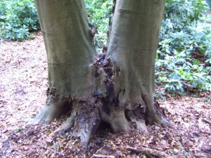 Zwieselbuche Zwieselbuche