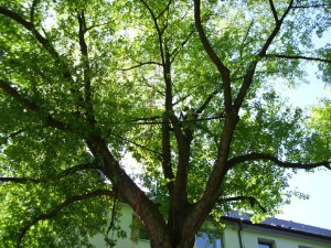 Dreiecksverbund Dreiecksverbund