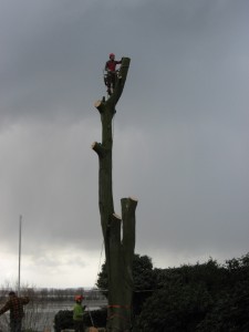 Buchenfällung Elbe