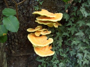 laetiporus sulphureus