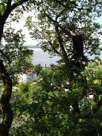 Kronenpflege über den Dächern von Blankenese Kronenpflege über den Dächern von Blankenese